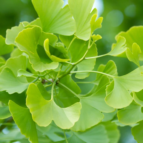 Ginkgo